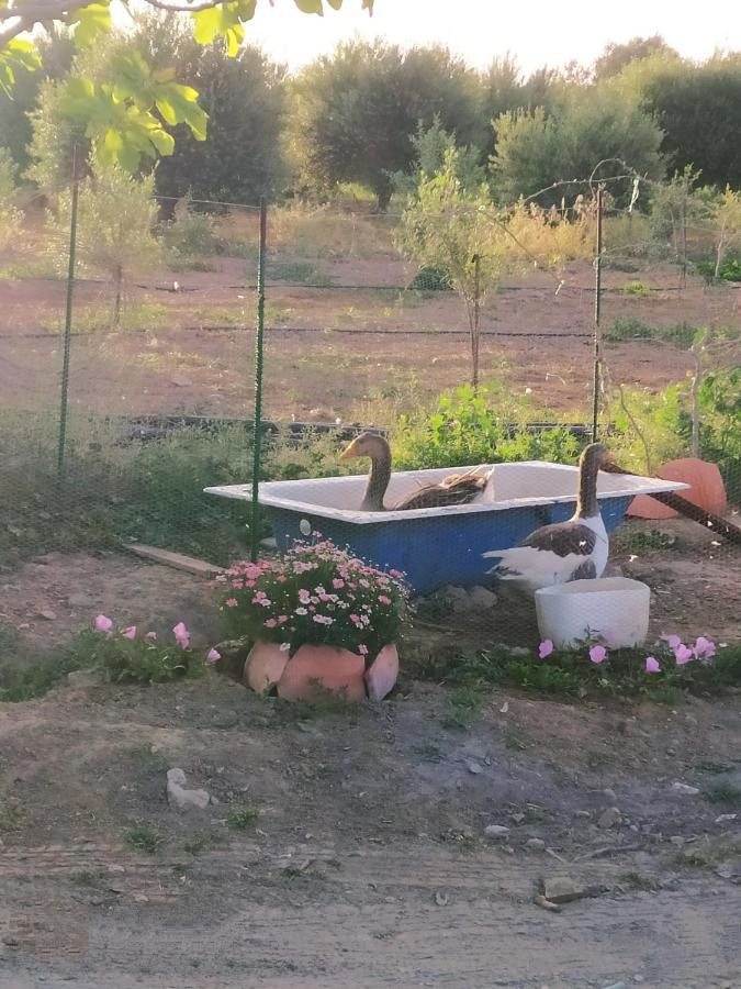 Myparadise-Farm Villa In The Centre Of South Crete Kalamaki  Luaran gambar