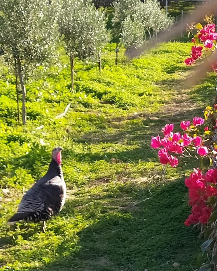 Myparadise-Farm Villa In The Centre Of South Crete Kalamaki  Luaran gambar